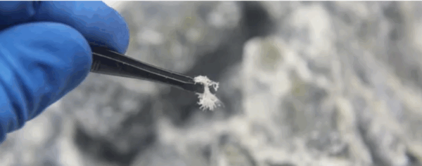 Local Rat Control Specialists Ensuring Clean and Pest-Free Environments